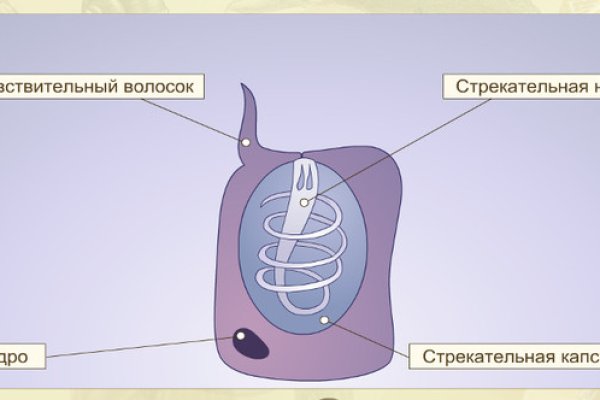 Вывести деньги с кракена